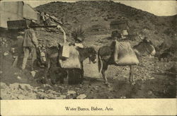 Water Burros Bisbee, AZ Postcard Postcard Postcard