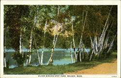 Silver Birches Spot Pond Postcard