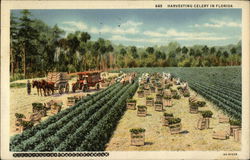 Harvesting Celery Postcard