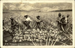 Pineapples at Harvest Time - Hawaiian Islands Postcard