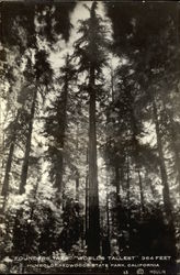 Worlds Tallest tree at Redwoods State Park, CA Trees Postcard Postcard Postcard