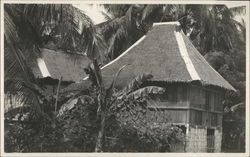 Housing near Palm Trees Postcard