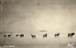 Elk in Winter Postcard