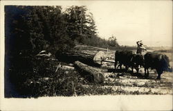 Cattle Pulling a Log Postcard