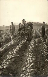 Men Picking Potatoes Postcard