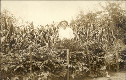 Elderly Man in Garden Standing Near Cornstalks Farming Postcard Postcard Postcard