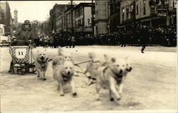 Sled Dogs Running in a Race Postcard