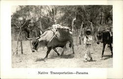 Small Boy with Mule and Bull Panama Postcard Postcard Postcard