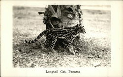 Longtail Cat Panama Postcard Postcard Postcard