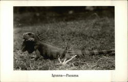 Close Up - Iguana Panama Postcard Postcard Postcard