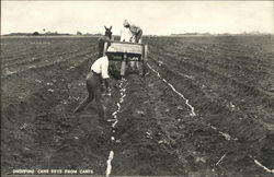 Dropping Cane Sets From Carts Farming Postcard Postcard Postcard