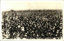 Cotton Field Postcard