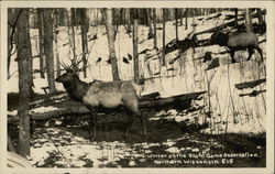 Elk - Winter on the State Game Reservation Wisconsin Postcard Postcard Postcard