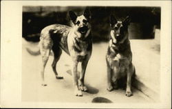 Two German Shepherds Postcard