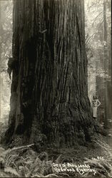 Woman standing by a Redwood Tree Postcard