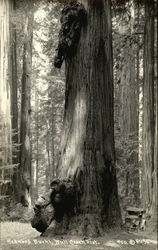 Redwood Burhl, Bull Creek Flat Postcard