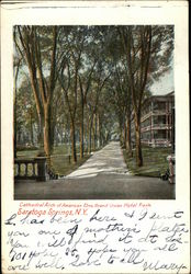 Cathedral Arch of American Elms, Grand Union Hotel Park Saratoga Springs, NY Postcard Postcard Postcard