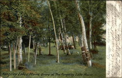 Grove at The Rangely Rangeley Lakes, ME Postcard Postcard Postcard