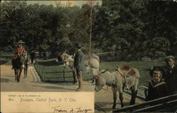 Donkeys, Central Park New York, NY Postcard Postcard Postcard