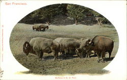 Buffalo in G. G. Park Postcard