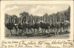 Cawston Ostrich Farm Postcard