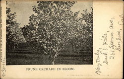 Prune Orchard in Bloom Farming Postcard Postcard Postcard