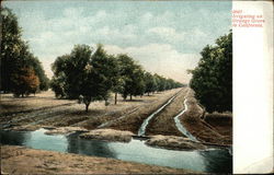 Irrigating an Orange Grove California Postcard Postcard Postcard