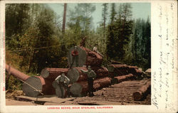 Logging Scene, Sterling, CA Postcard