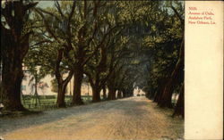 Avenue of Oaks, Audubon Park Postcard