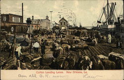 Cotton Landing Levee Postcard