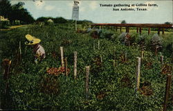 Tomato Gathering at Collins Farm San Antonio, TX Postcard Postcard Postcard