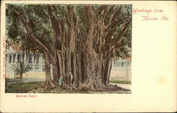 Banyan Tree Miami, FL Postcard Postcard Postcard