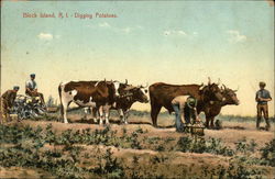 Digging Potatoes Postcard