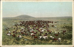 Herding Cattle in the West Cows & Cattle Postcard Postcard Postcard