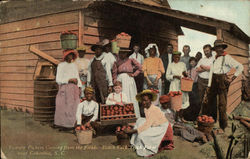 Tomato Pickers Coming From the Field Black Americana Postcard Postcard Postcard