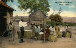 Weighing Cotton at the Planter's Home Postcard