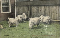 Goats, Forest Park, Springfield, Mass. Postcard Postcard Postcard