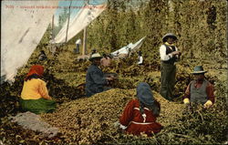 Indians Picking Hops, Northwestern Pacific Native Americana Postcard Postcard Postcard