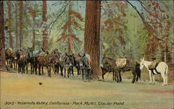 Pack Mules, Glacier Point Postcard