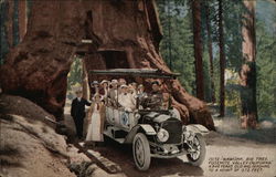 Wawona - Big Tree, Yosemite Valley, California Postcard