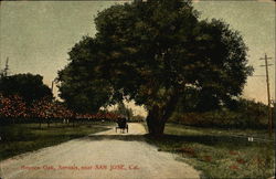 Boysen Oak, Sorosis Postcard