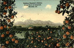 Rubidoux Mountain in Distance, Orange Grove in Foreground Postcard