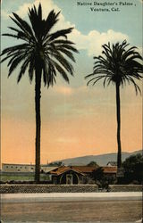 Native Daughter's Palms Postcard