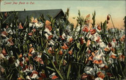 Sweet Pea Field California Postcard Postcard Postcard