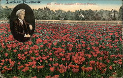 Field Of Burbank's Cromson Poppies California Postcard Postcard Postcard