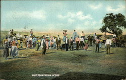 Rice Plantation Scene Postcard