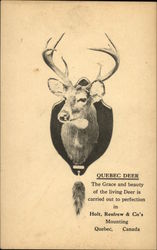 Head of a Quebec Deer mounted on a plaque Advertising Postcard Postcard Postcard