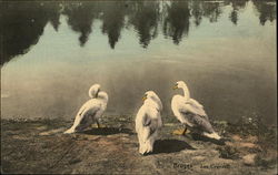 Three White Swan by the Water Birds Postcard Postcard Postcard