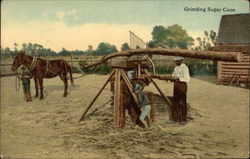 Children and Man Grinding Sugar Cane Farming Postcard Postcard Postcard