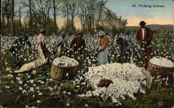 Picking Cotton with Black Field Hands Black Americana Postcard Postcard Postcard